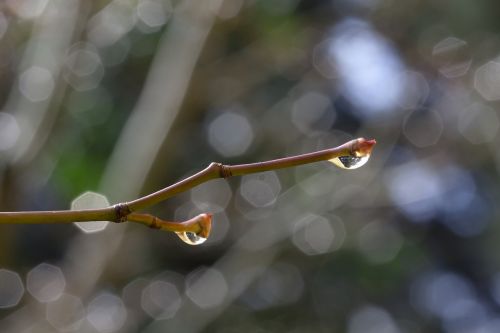 spring branch raindrop