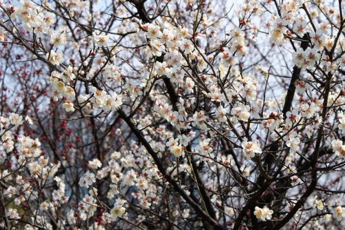 spring landscape flowers