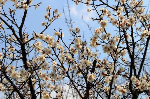 spring landscape flowers