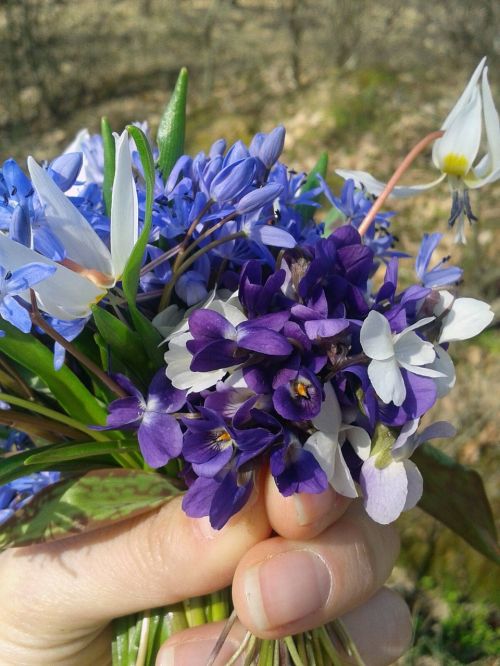 spring blue flower