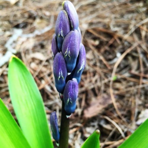 spring flower hyacinth
