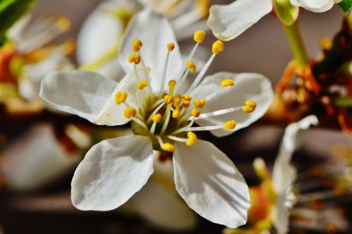 spring blossom bloom