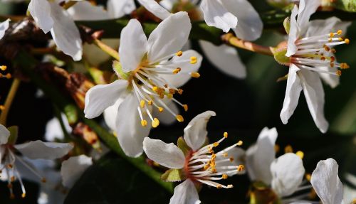 spring blossom bloom