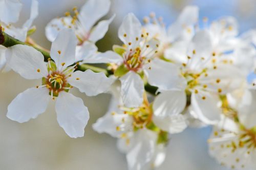 spring blossom bloom