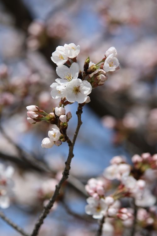 spring nature spring flowers