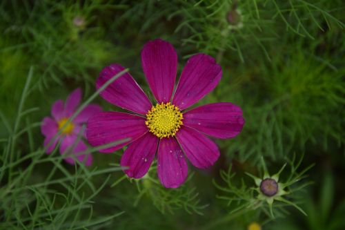 spring fuso flower