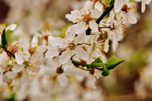 spring blossom bloom