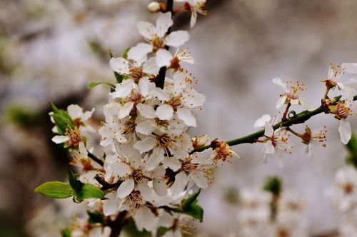 spring blossom bloom