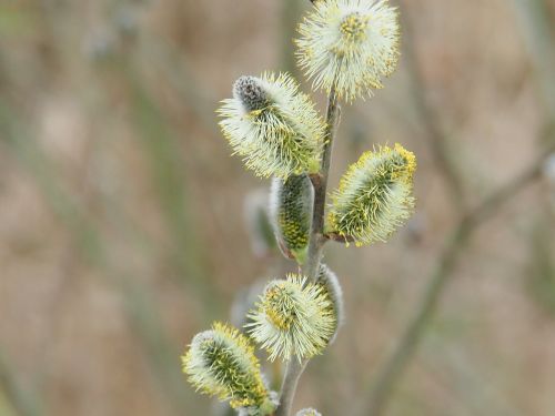 spring willow catkins awakening