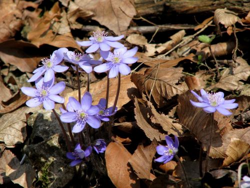 spring przylaszczki flowers