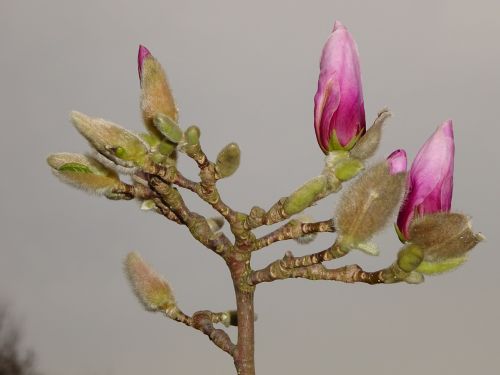 spring blossom bloom