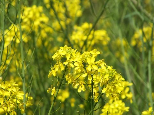 spring rape blossoms huang