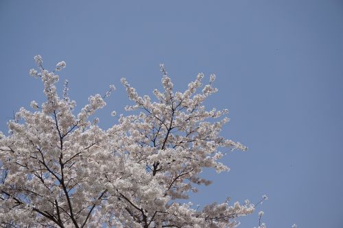 spring cherry blossom cherry tree