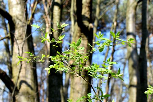 spring foliage green