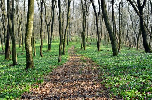 spring forest trees