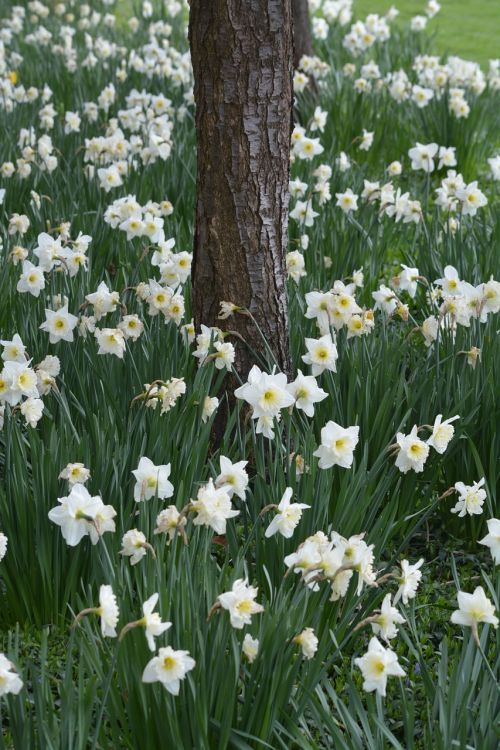 spring flowers nature