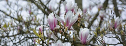spring facebook background magnolia