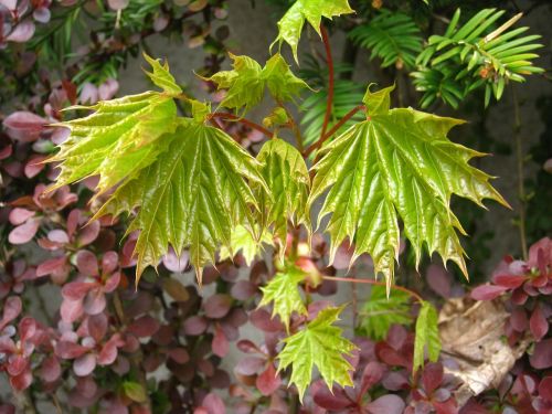 spring young maple leaves development