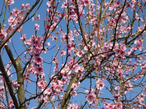 spring flower tree