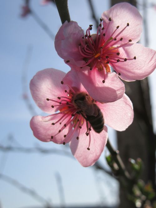 spring flower tree