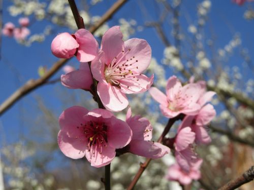 spring flower tree