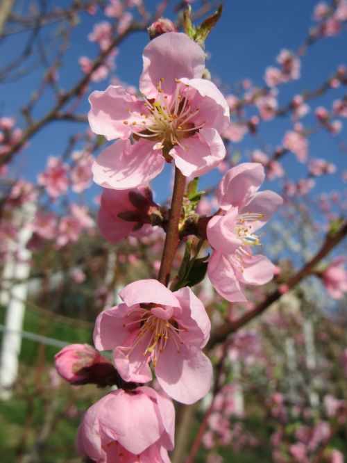 spring flower tree