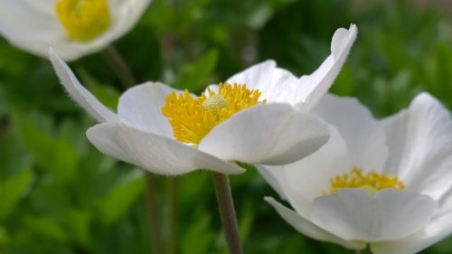 spring sunshine flower