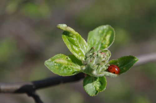 spring apple nature