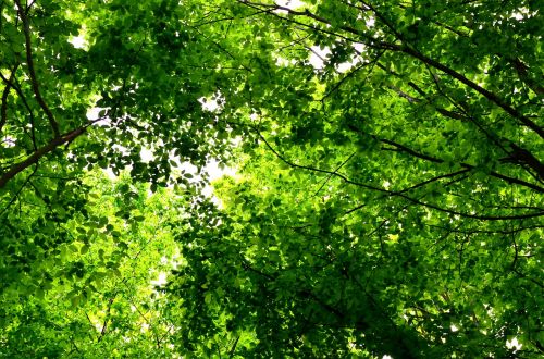 spring forest trees