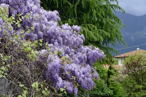 spring flowers violet