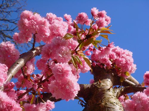 spring prunus blossom