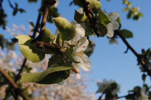 spring tree apple tree