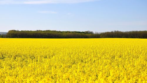 spring canola field yellow