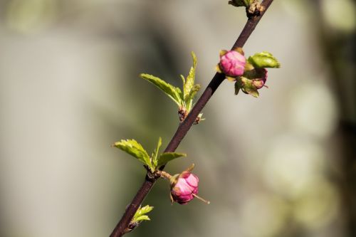 spring nature almond