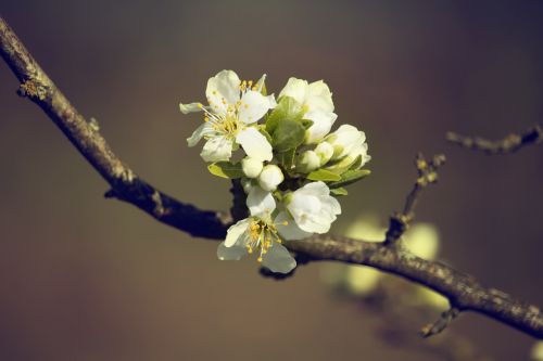 spring flowers white