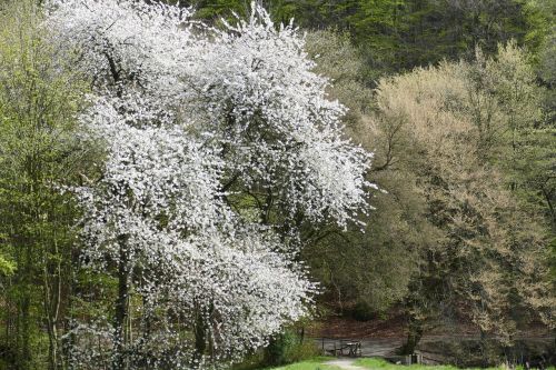 spring cherry blossom monastery park