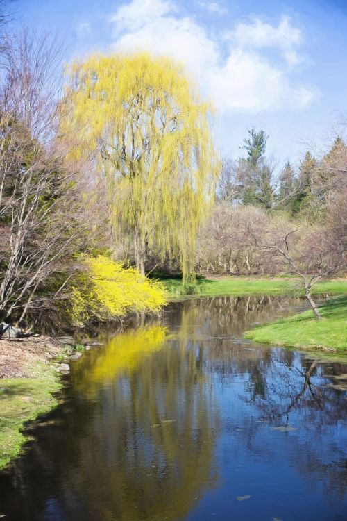 spring forsythia creek