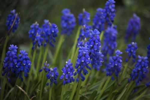 spring grape hyacinths garden