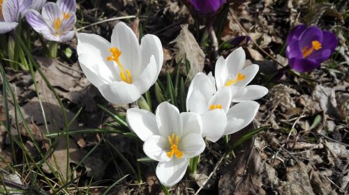 spring white flower