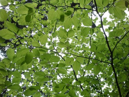 beech leaves tree