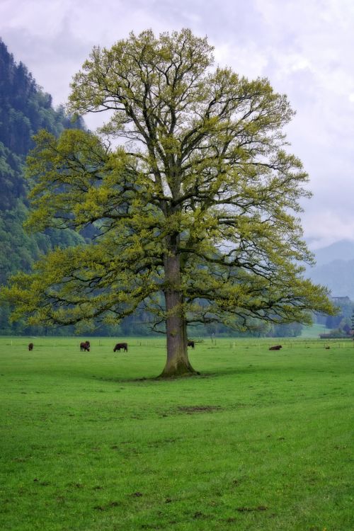 spring tree individually