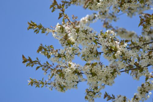 spring bloom plant