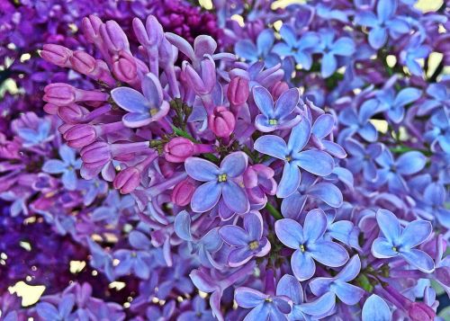 spring lilac flowers