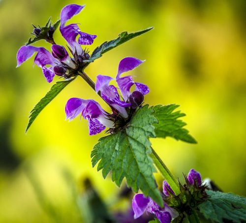 spring flower nature