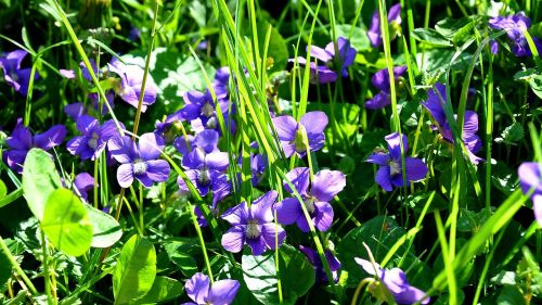 spring violet nature