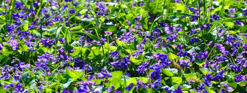 spring violet nature