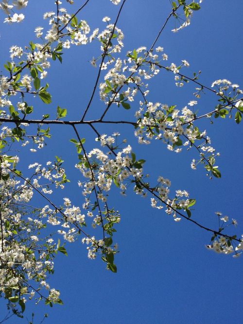 spring branches cherry wood