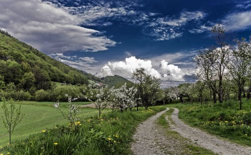 spring nature landscape