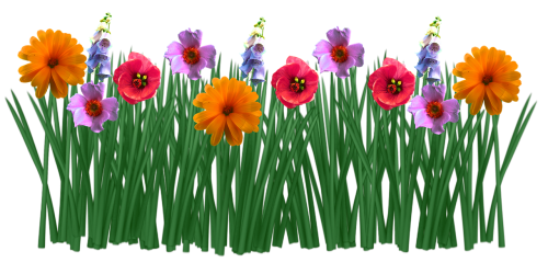spring flowers grass