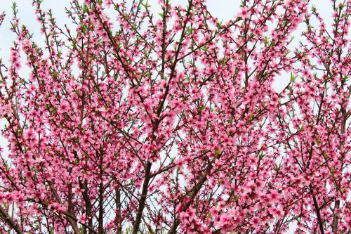 spring plant tree